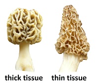 tissue thickness