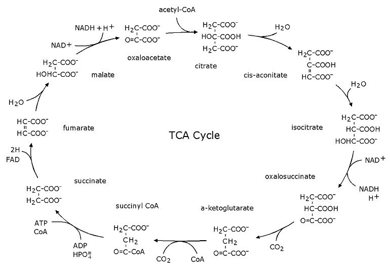 TCA Cycle