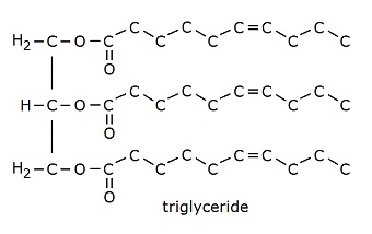 triglyceride