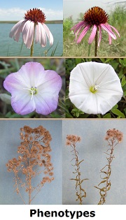 wildflower phenotypes