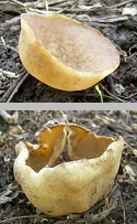 Cup Fungi