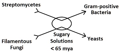 Evolution In Sugary Solutions