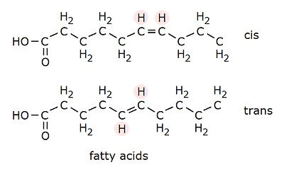 fatty acids