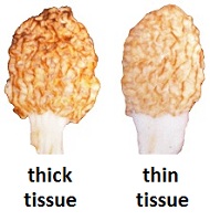 Tissue Thickness