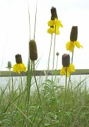 Yellow Cone Flowers