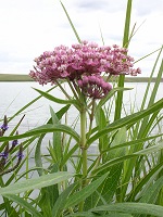 Asclepias incarnata