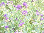 alfalfa