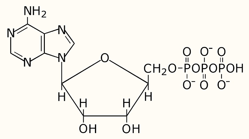 ATP Molecule
