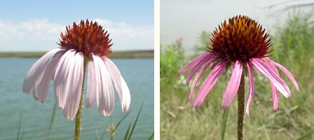 Two Wildflowers