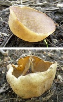 two cup fungi