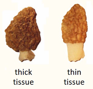 Tissue Thickness