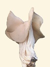 Helvella crispa