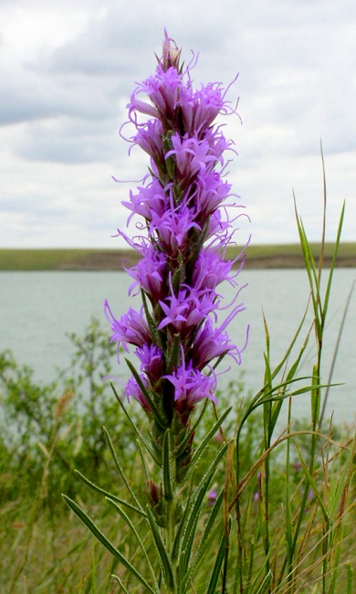 Liatris