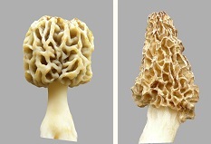 2 morels