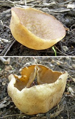 2 cup fungi