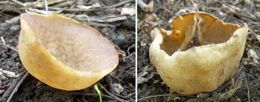 Two Cup Fungi