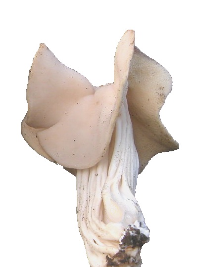 Helvella crispa