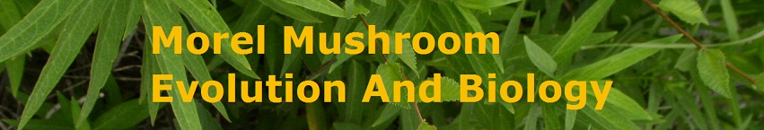 Morel Mushroom Evolution