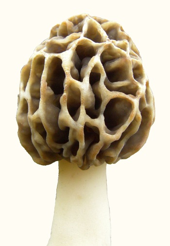 Morel — back