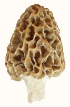 Morel — back