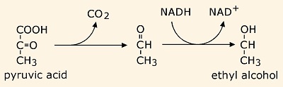 ethyl alcohol