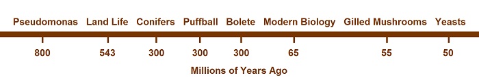 time scale