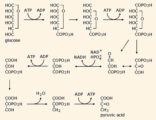 glycolysis