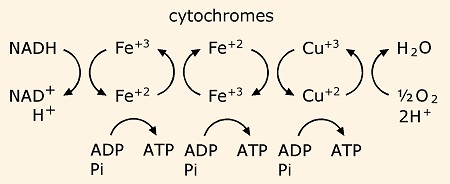 resp chain