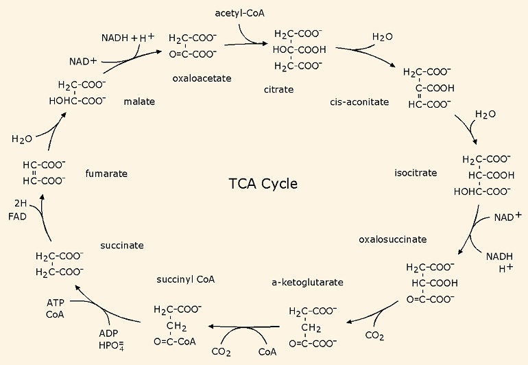 TCA Cycle