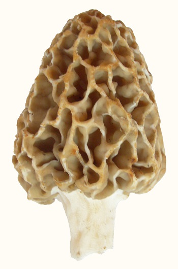 Morel — back