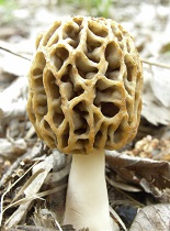Morel Mushroom