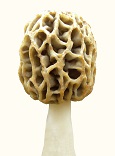Morel