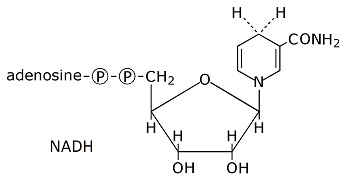 NADH, high energy