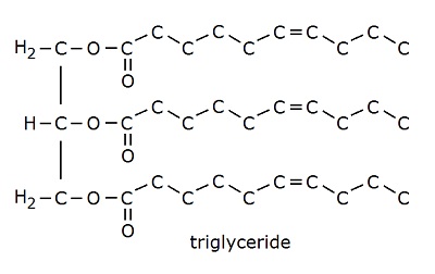 triglyceride