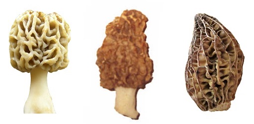 Three Morel Genotypes